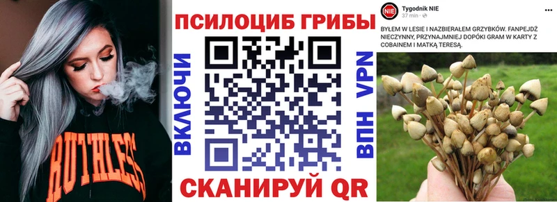 blacksprut сайт  Валуйки  сайты даркнета официальный сайт  Псилоцибиновые грибы Psilocybine cubensis 